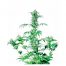Sensi Seeds Early Girl 10Und Reg.