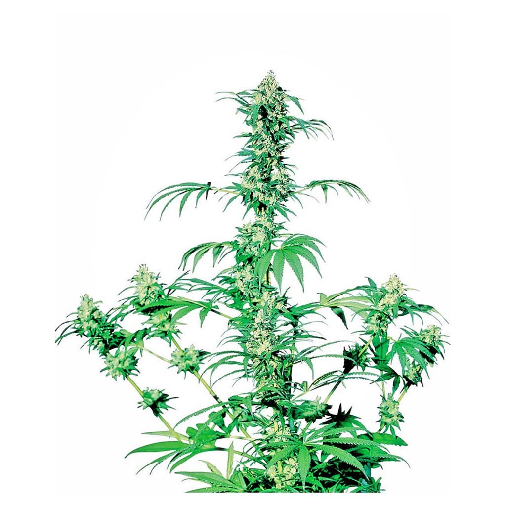 Sensi Seeds Early Girl 10Und Reg.