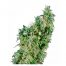 Sensi Seeds First Lady 10Und Reg.