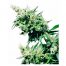Sensi Seeds Hash Plant 10Und Reg.