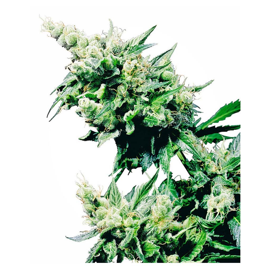Sensi Seeds Hash Plant 10Und Reg.