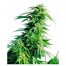 Sensi Seeds Hindu Kush 10Und Reg.