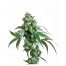 Sensi Seeds Jack Flash 10Und Reg.