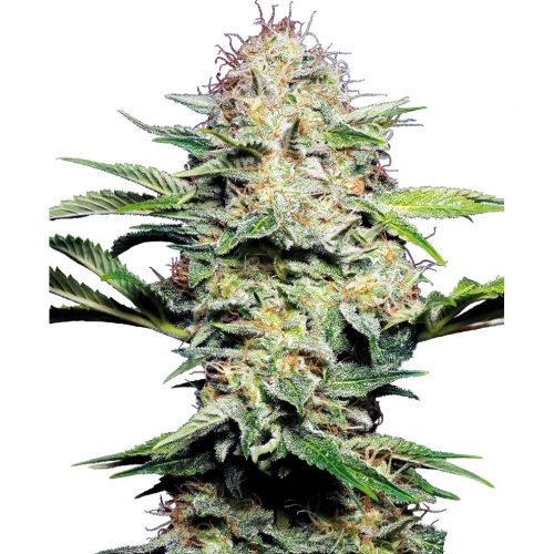 Sensi Seeds Sensi Skunk Auto