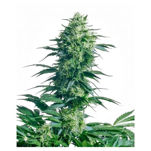 Sensi Seeds Mother´S Finest 10Und Reg.
