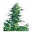 Sensi Seeds Mother´S Finest 10Und Reg.