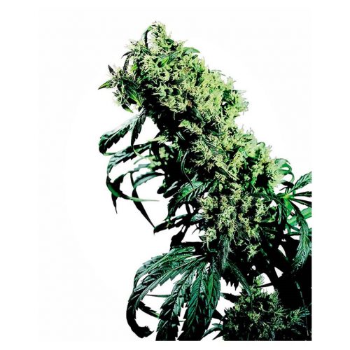 Sensi Seeds NL5 x Haze 10Und Reg.