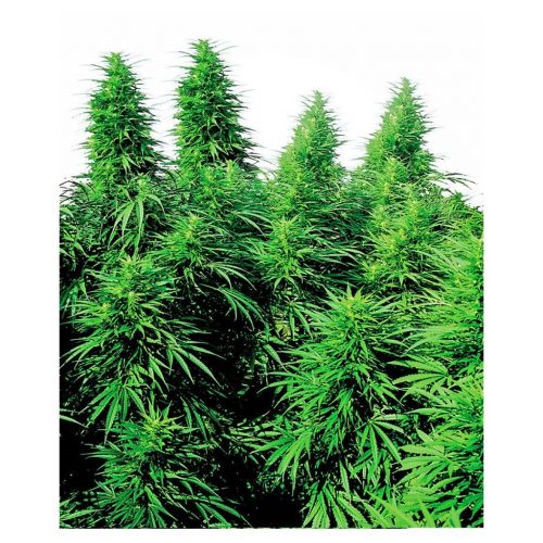 Sensi Seeds Ruderalis Skunk 10Und Reg.