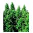 Sensi Seeds Ruderalis Skunk 10Und Reg.