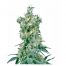 Sensi Seeds American Dream 10Und Reg.