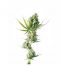Sensi Seeds Durban 10Und Reg.