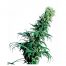 Sensi Seeds Early Pearl 10Und Reg.