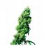 Sensi Seeds Four Way 10Und Reg.