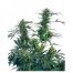 Sensi Seeds Guerrilla´S Gusto 10Und Reg.
