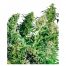 Sensi Seeds Indoor Mix 25Und Reg.
