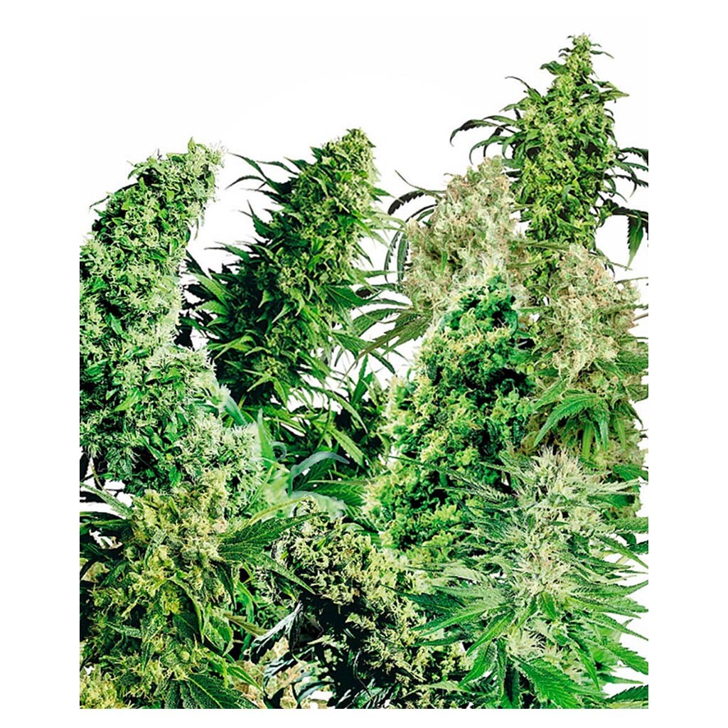 Sensi Seeds Indoor Mix 25Und Reg.