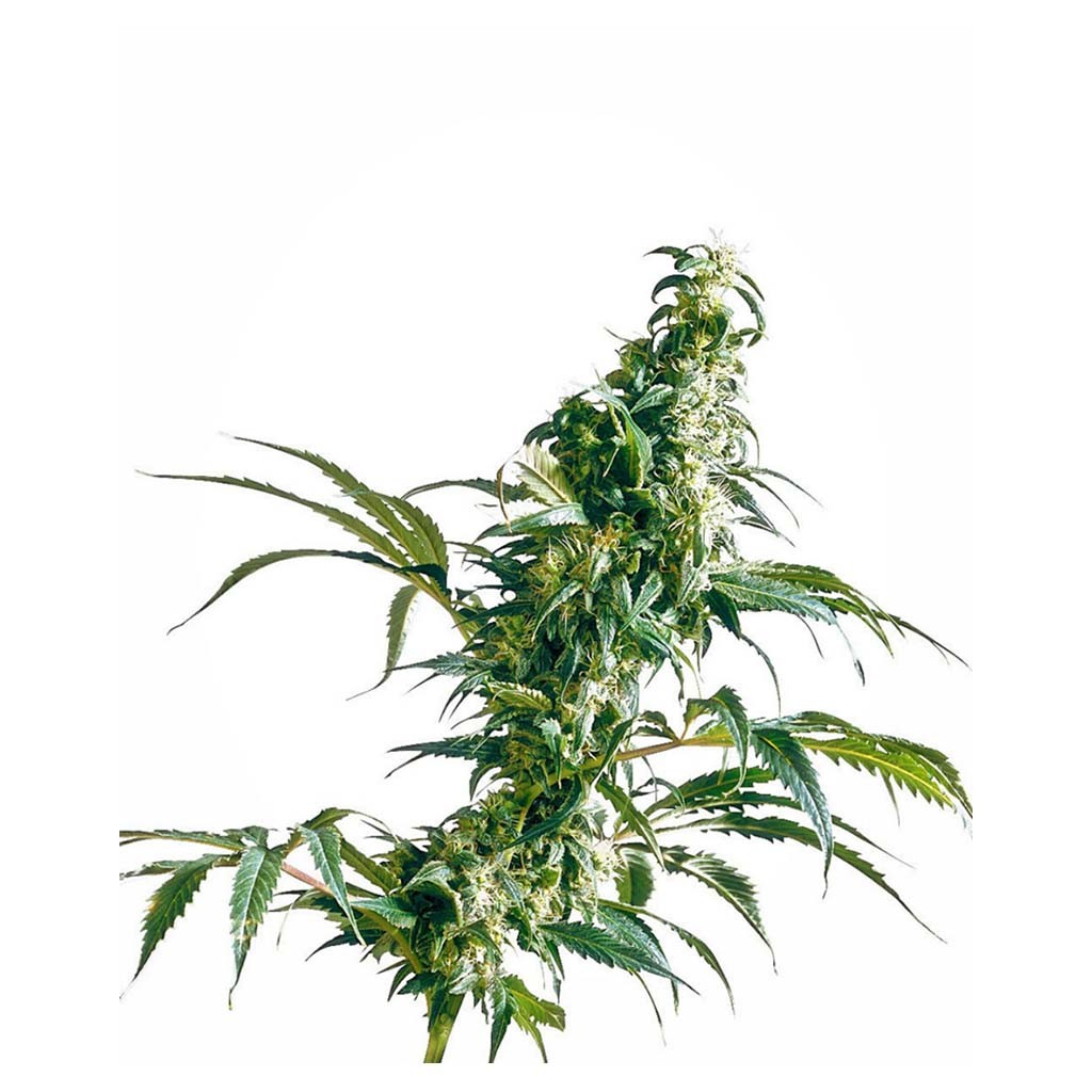 Sensi Seeds Mexican Sativa 10Und Reg.