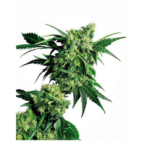 Sensi Seeds Mr. Nice G13 X Hash Plant 10Und Reg.