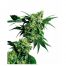 Sensi Seeds Mr. Nice G13 X Hash Plant 10Und Reg.