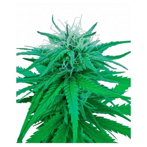 Sensi Seeds Ruderalis Indica 10Und Reg.