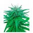 Sensi Seeds Ruderalis Indica 10Und Reg.