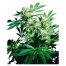 Sensi Seeds Skunk Kush 10Und Reg.