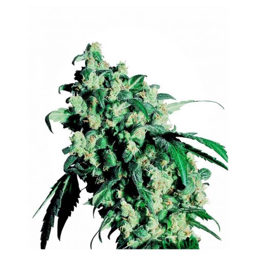 Sensi Seeds Super Skunk 10Und Reg.