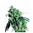Sensi Seeds Super Skunk 10Und Reg.