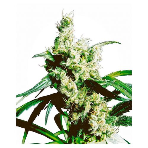 Sensi Seeds Silver Haze 10Und Reg.