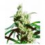 Sensi Seeds Silver Haze 10Und Reg.