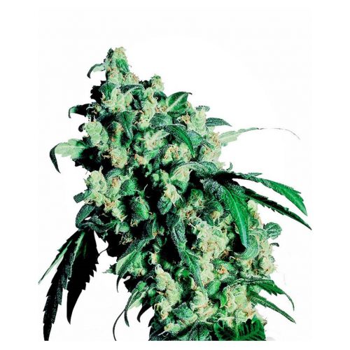 Sensi Seeds Super Skunk Fem.