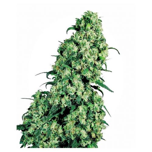 Sensi Seeds Skunk #1 Fem.