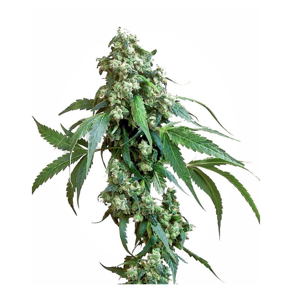 Sensi Seeds Jack Flash 5 Fem
