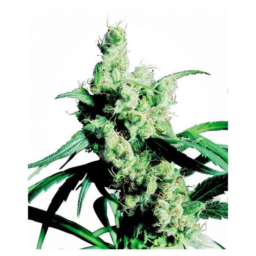 Sensi Seeds Silver Haze 9 Fem
