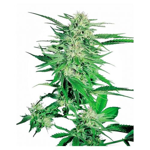 Sensi Seeds Big Bud Fem