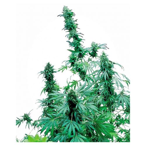 Sensi Seeds Early Skunk Fem