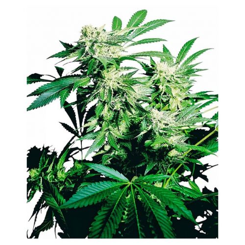 Sensi Seeds Skunk Kush Fem.