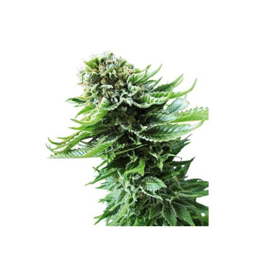 Sensi Seeds Northern Lights Auto