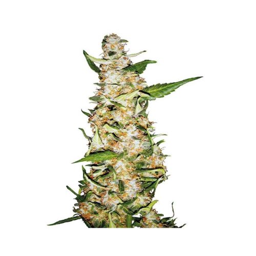 Sensi Seeds Skunk #1 Auto