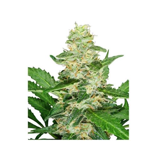 Sensi Seeds Super Skunk Auto