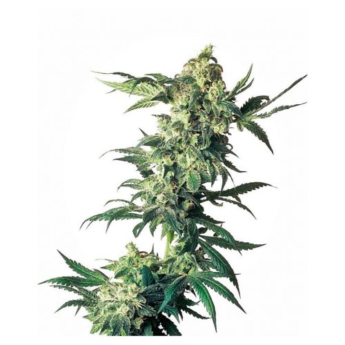 Sensi Seeds Northern Lights Fem