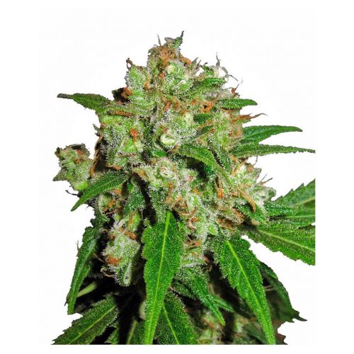 Sensi Seeds Sensi Skunk Fem