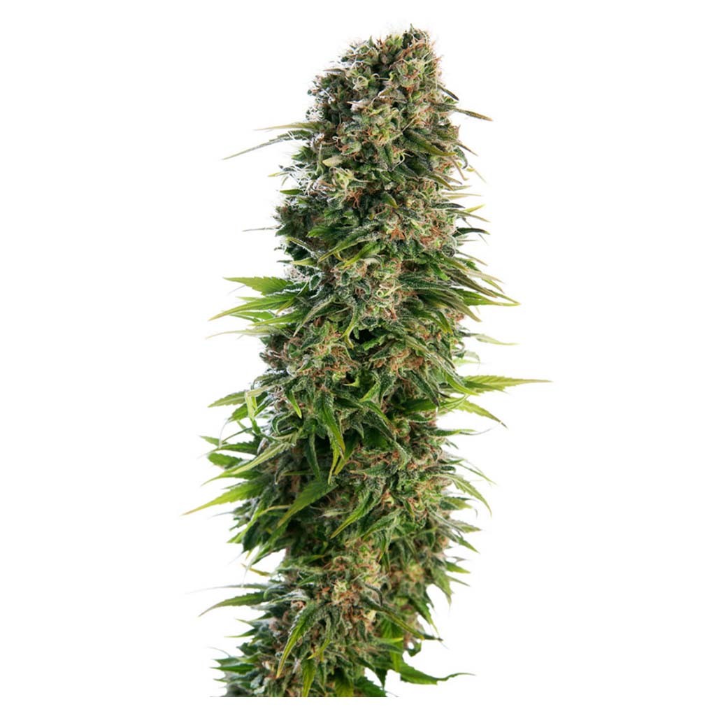 Sensi Seeds Hindu Kush Auto
