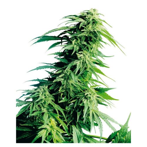 Sensi Seeds Hindu Kush Fem