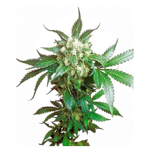 Sensi Seeds Black Domi Fem