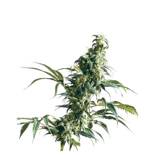 Sensi Seeds Mexican Sativa Fem