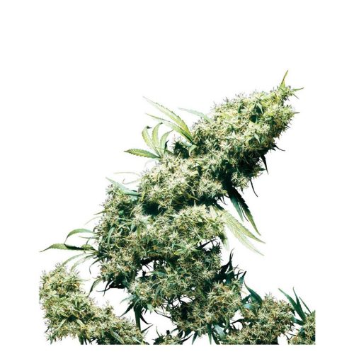 Sensi Seeds Jamaican Pearl Fem