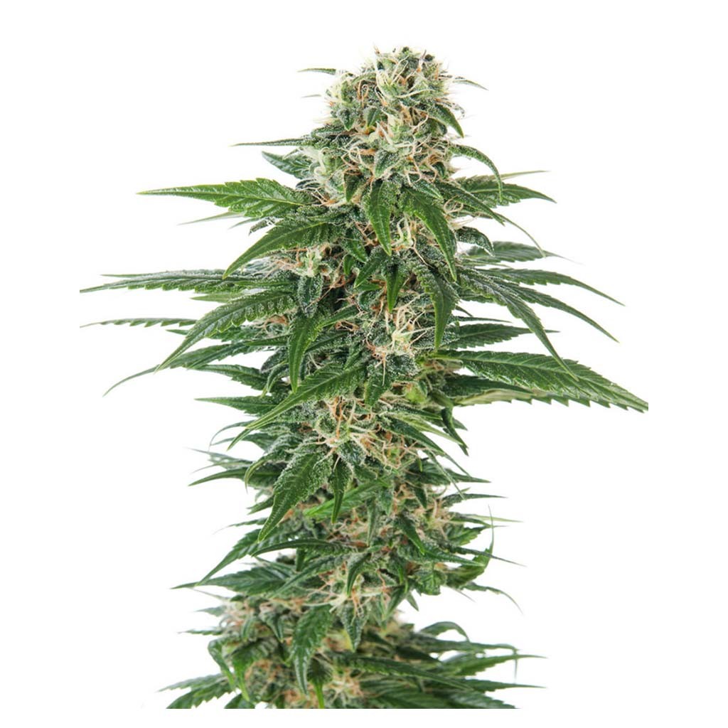 Sensi Seeds Early Skunk Auto