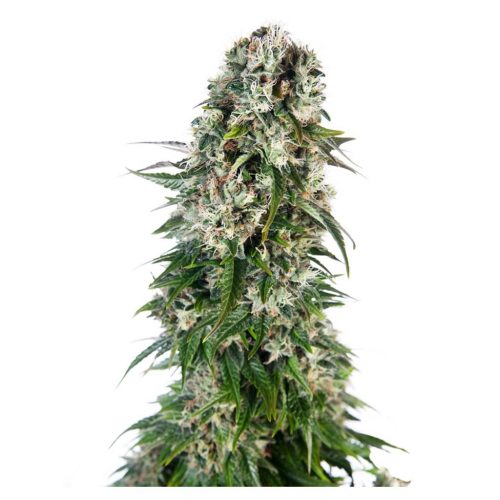 Sensi Seeds Big Bud Auto