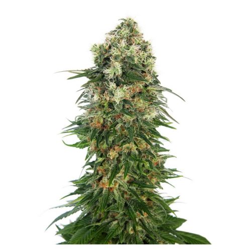 Sensi Seeds Shiva Skunk Auto